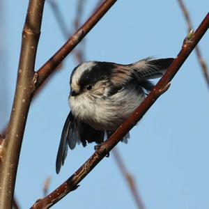 Long-tailed Tit