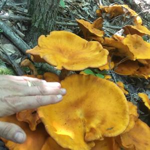 Chanterelle, Common