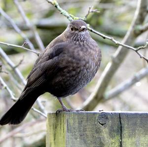 Eurasian Blackbird