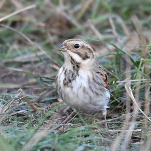 Reed Bunting