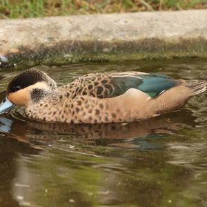 Hottentot Teal