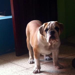 Englische Bulldogge