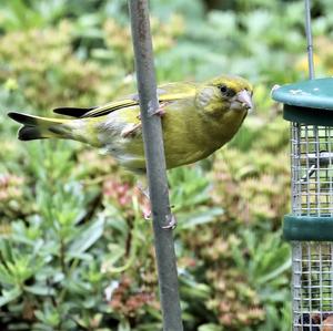 European Greenfinch