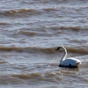 Mute Swan