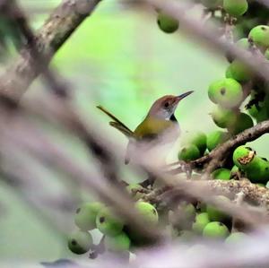 Common Tailorbird