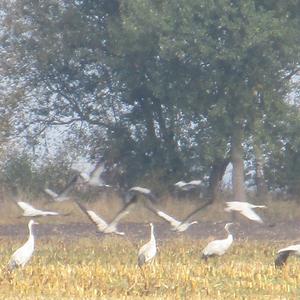 Common Crane