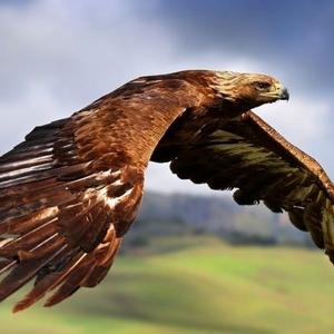 Golden Eagle