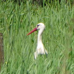 White Stork