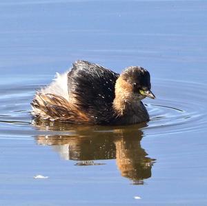 Little Grebe