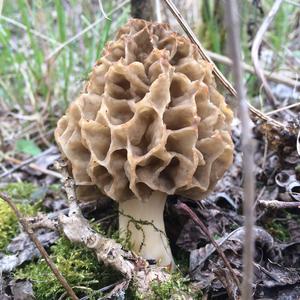 Yellow Morel