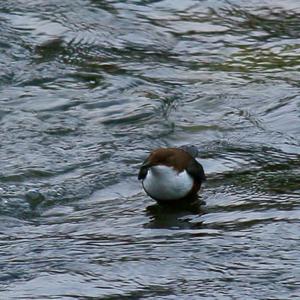 White-throated Dipper