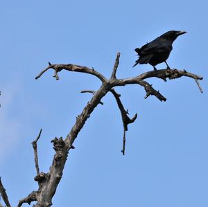 Carrion Crow