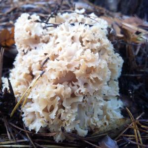 Eastern Cauliflower Mushroom