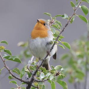 European Robin