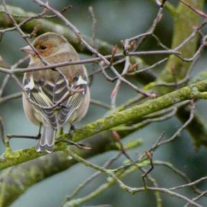 Eurasian Chaffinch