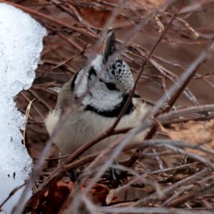 Crested Tit