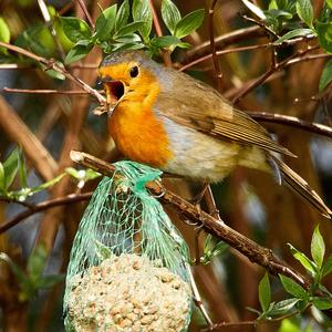 European Robin