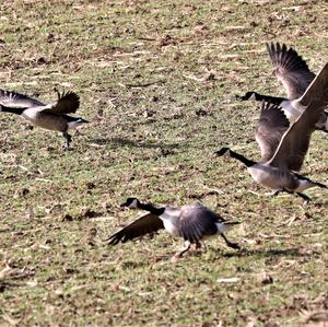 Canada Goose