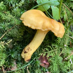 Chanterelle, Common