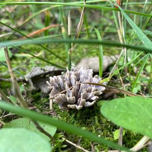 Stinkender Warzenpilz