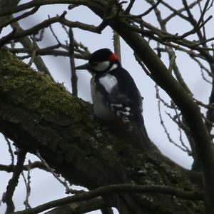 Great Spotted Woodpecker