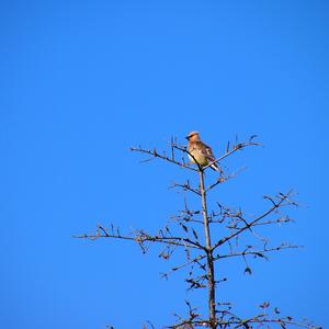 Zedernseidenschwanz