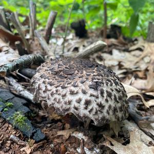 Old Man of the Woods