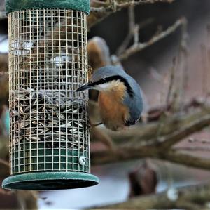 Wood Nuthatch