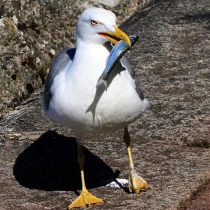 Yellow-legged Gull