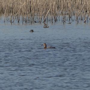 Common Pochard