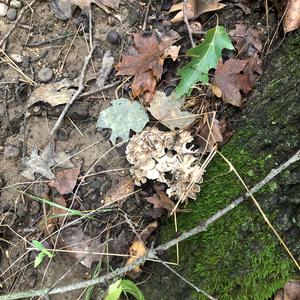 Hen-of-the-Woods