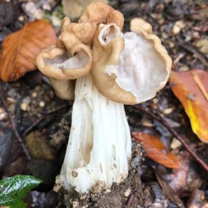 Fluted White Helvella