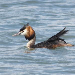 Great Crested Grebe