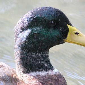 Mallard