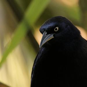 Greater Antillean Grackle