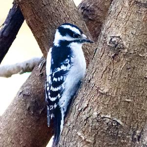 Downy Woodpecker