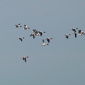 Common Shelduck