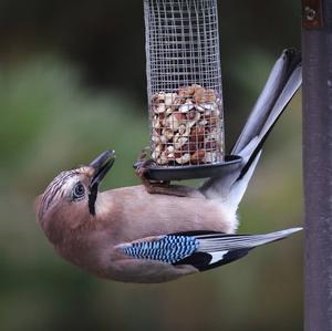 Eurasian Jay