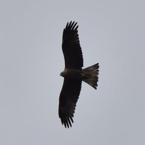 Black Kite