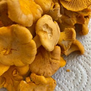 Chanterelle, Common