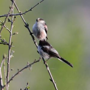 Long-tailed Tit