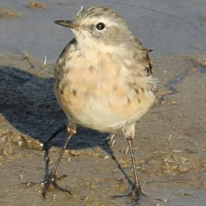 Water Pipit