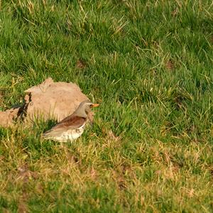 Fieldfare