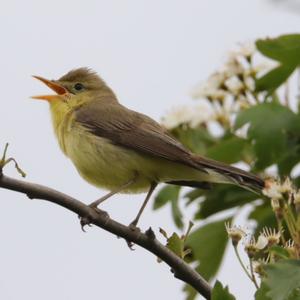 Melodious Warbler