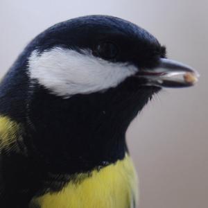 Great Tit