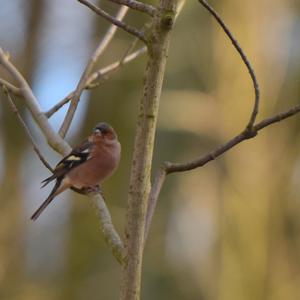 Eurasian Chaffinch