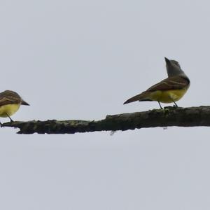 Great Crested Flycatcher