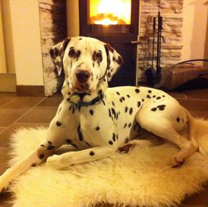 Dalmatian