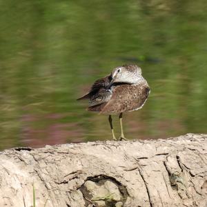 Einsamer Wasserläufer