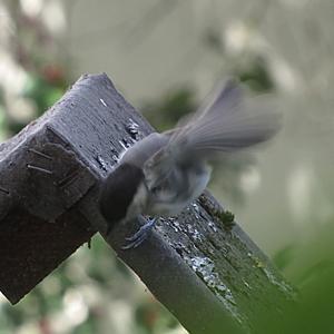 Willow Tit